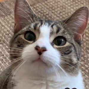 Meet your Posher, Pingu